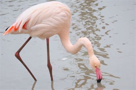 В Югре поселили в новый дом фламинго который отбился от стаи АиФ