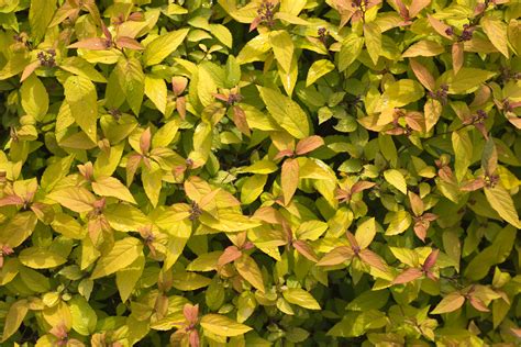 Free Stock Photo Of Foliage Forest Green