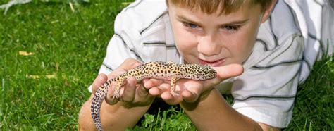 They comfort us and they give us companionship. 7 Best Reptile Pets for Kids Exotic and Safe for Youngsters!