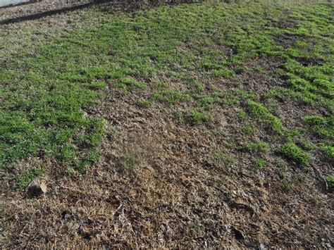 However, i'm learning how to get it moving quicker. Zoysia - Weeds After Dog Arrives | Walter Reeves: The ...