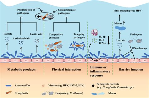 Frontiers Role Of Vaginal Microbiota Dysbiosis In Gynecological