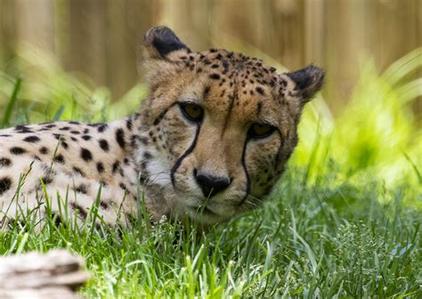 Smithsonian National Zoo 21 May 2019 749 Cheetah Flickr