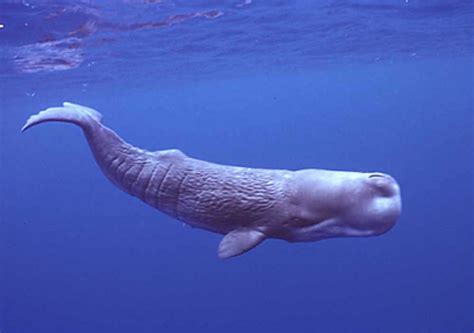 Sperm Whales Have Names For Each Other Toronto Star