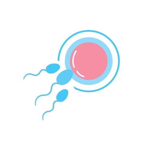 Human Fertility Illustrations Royalty Free Vector Graphics And Clip Art