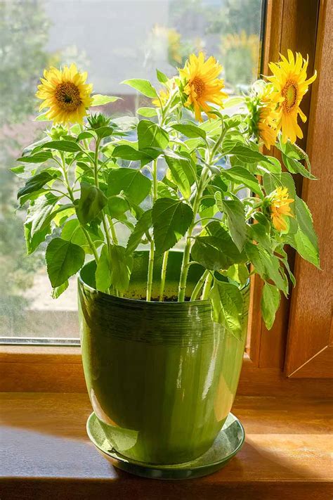 How To Grow Sunflowers In Containers Gardeners Path