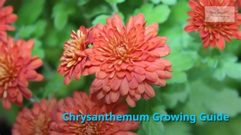 Chrysanthemum Growing Guide By Gardenershq Youtube