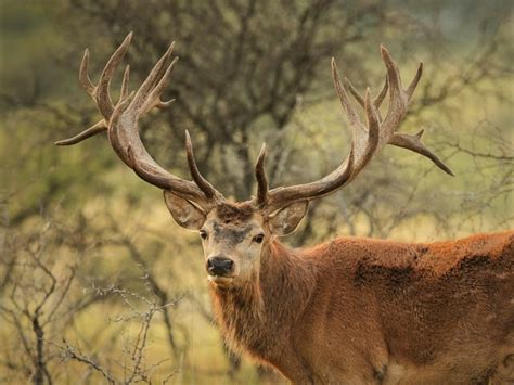 Red Deer A Guide To Irelands Protected Habitats And Species