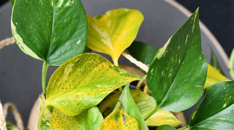 Signs Your Pothos Plant Has Root Rot