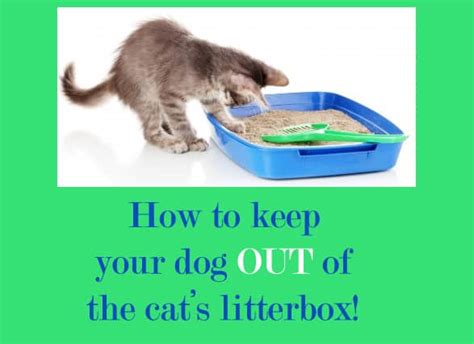 Keeping Dogs Out Of The Litterbox
