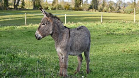 Ventajas De Tener A Un Burro Como Mascota Y Cómo Cuidarlo