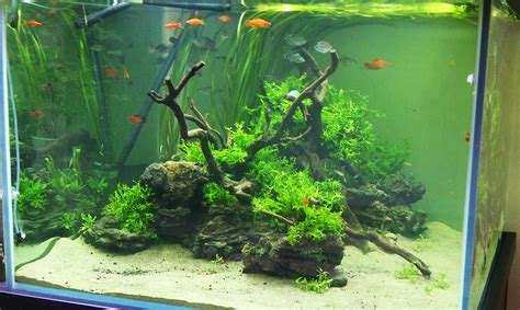 Maybe you would like to learn more about one of these? Greenbox Aquascape: Aquascape kubus