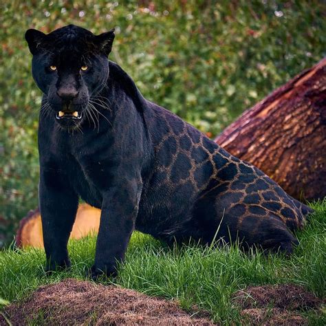 Nayef Al Rodhan On Twitter RT Hana721107 Black Jaguars Have A