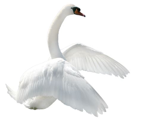 Swan Png Image Png All