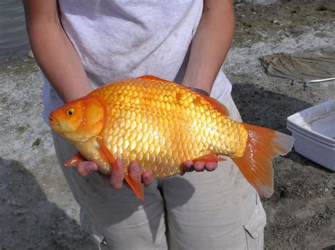 These goldfish can look like either the common goldfish or the comet, with one big difference: China'Watch'Canada: GIANT GOLDFISH INVADING ALBERTA PONDS