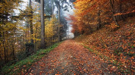 autumn, path, foliage 4k path, foliage, Autumn