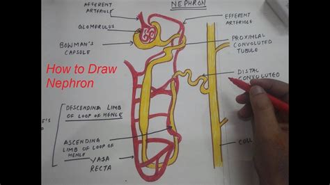 Split the potential causes into the. how to draw nephron - YouTube