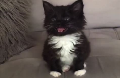 This Handsome Tuxedo Kitten Is Always The Best Dressed And Most Dapper