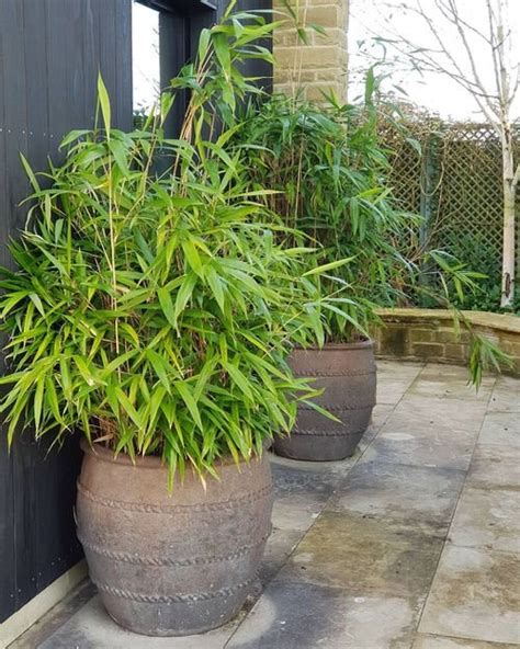 Growing Bamboo In Pots Best Bamboo To Grow In Containers