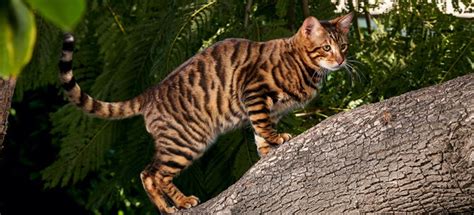 7 Facts About Toyger Cats Personality History Health And More