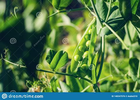 Pods Of Green Peas Grow On The Garden Stock Photo Image Of Nature