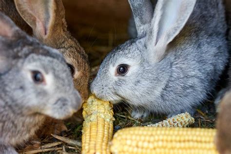 Gray And Brown Rabbits Eating Ear Of Corn In A Cage Stock Image Image