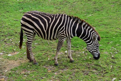 Zebra Zoo Animal Free Photo On Pixabay Pixabay