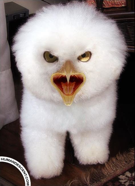 Meet Fluffy by HumanDescent on DeviantArt