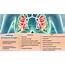Asthma Pathophysiology & Diagnosis  A Synopsis