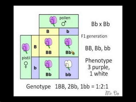 punnett square - YouTube | Teaching biology, Upper elementary science