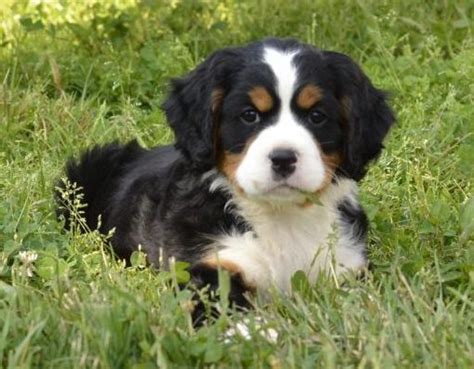 Mini Bernese Mountain Dog Breed Information And Pictures Dogsdrill