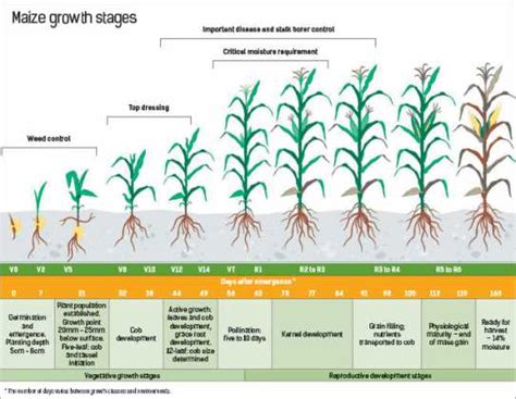 Maize Production Managing Critical Plant Growth Stages