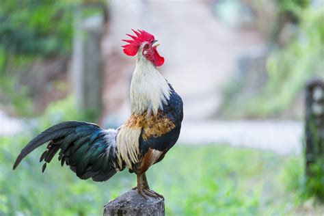 Moreover, this hen will also adopt aggressive rooster behaviors — such as a hen crowing. Why Roosters Crow? - DiverseBrain