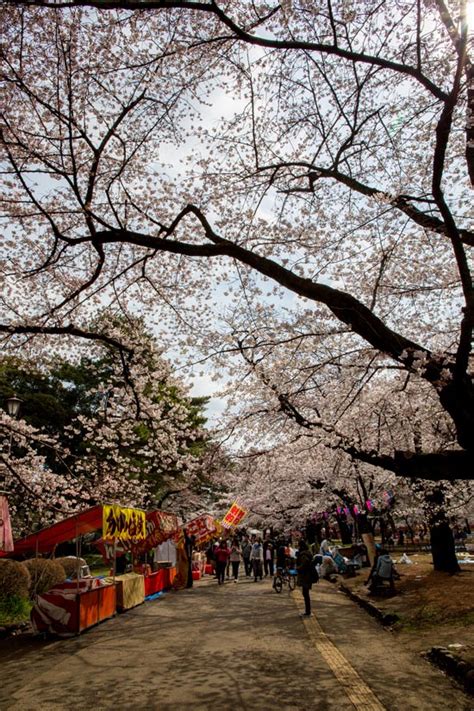Eng | 簡 | 純文字版. 大宮公園（さいたま市大宮区）満開の桜2017年／公園へ行こう!