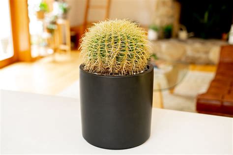 10 Best Large Cactus Plants