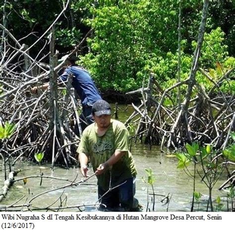 Hutan desa setianegara merupakan tempat wisata di kuningan jawa barat yang tepat buat kamu yang ingin sejenak menghindar dari ramainya perkotaan. PERANTAU TURUN TANGAN LESTARIKAN HUTAN MANGROVE DI DESA PERCUT - Postkeadilan