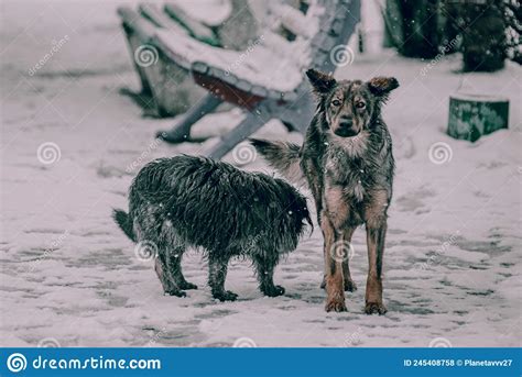 Two Mutt Dogs Guard The Children S Park Stock Photo Image Of Outdoor