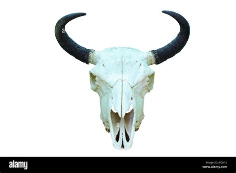 Bison Skull Hi Res Stock Photography And Images Alamy