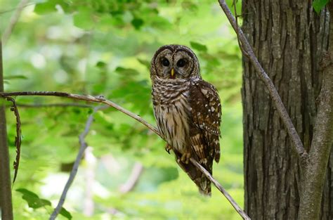 Barred Owl Barred Owl Sitting On A Limb On The Jemison Par Flickr