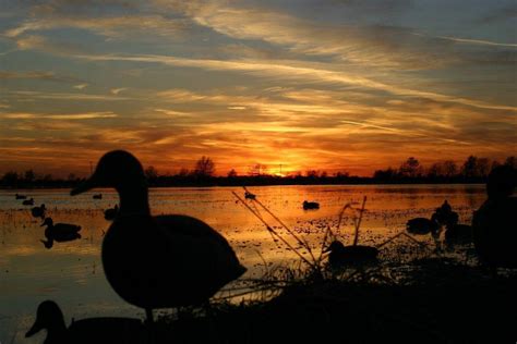 Duck Hunting Backgrounds Wallpaper Cave