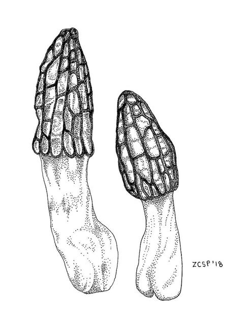 Morel Mushroom Drawing At Explore Collection Of