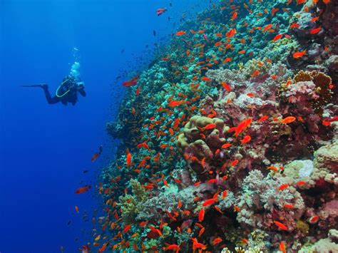 Scuba Diving In Havelock Andaman Islands Havelock Island Beach Resort
