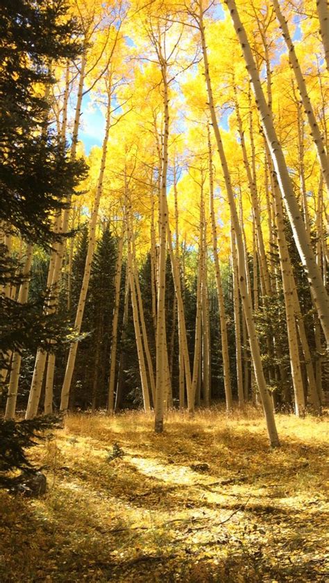 This Was Such A Magical Fall Trail In Flagstaff Arizona Lockett