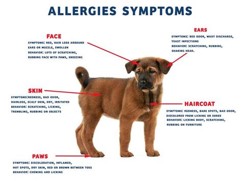 Your dog's gastrointestinal system (mouth, stomach, intestines) protects her from potential allergens each day. Pin on Dog Health Tips