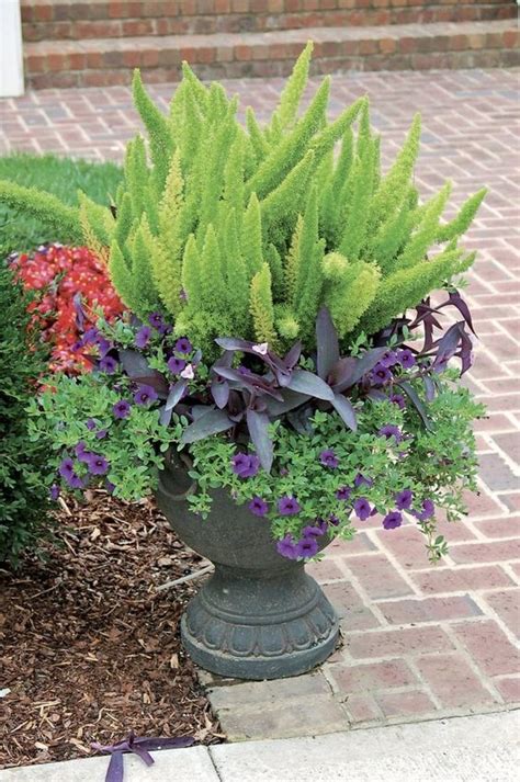 A.k.a., ponytail fern, bottle brush fern, emerald fern. foxtail fern! | Summer Splendor, Container Gardening ...