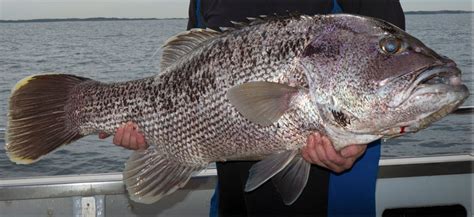Videos To Help You Catch Dhufish Perth Fishing Tv