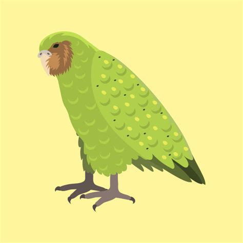 Kakapo Parrot Illustrations Royalty Free Vector Graphics And Clip Art