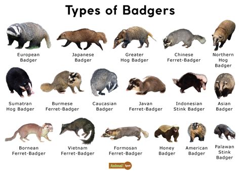 Badger Facts Types Diet Reproduction Classification Pictures