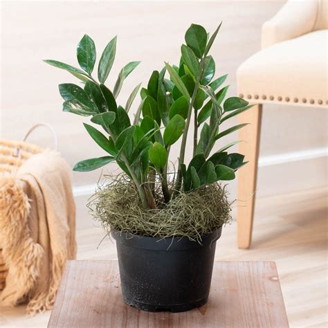 Zz Plant Is Tropical And Exotic Houseplants Brecks