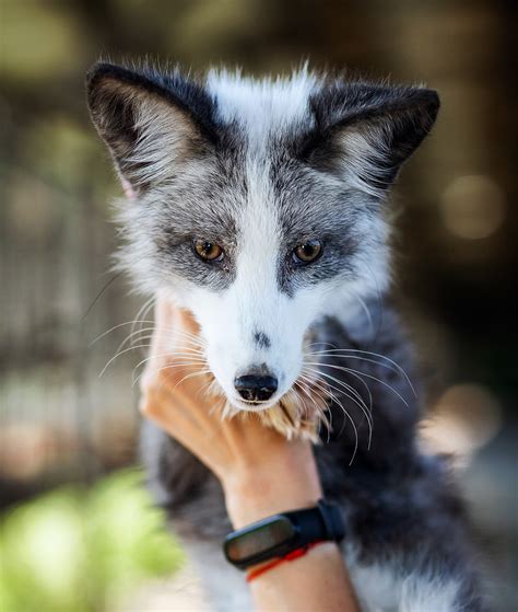 How Siberian Geneticists Domesticated The Fox Russia Beyond