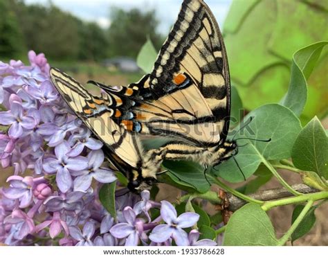 Mating Eastern Tiger Swallowtails On Bed Stock Photo